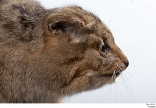 Wildcat Felis silvestris head 0004.jpg